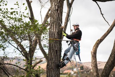 Tree Trimming Insurance in Seattle, WA by Paul Thompson Insurance Agency